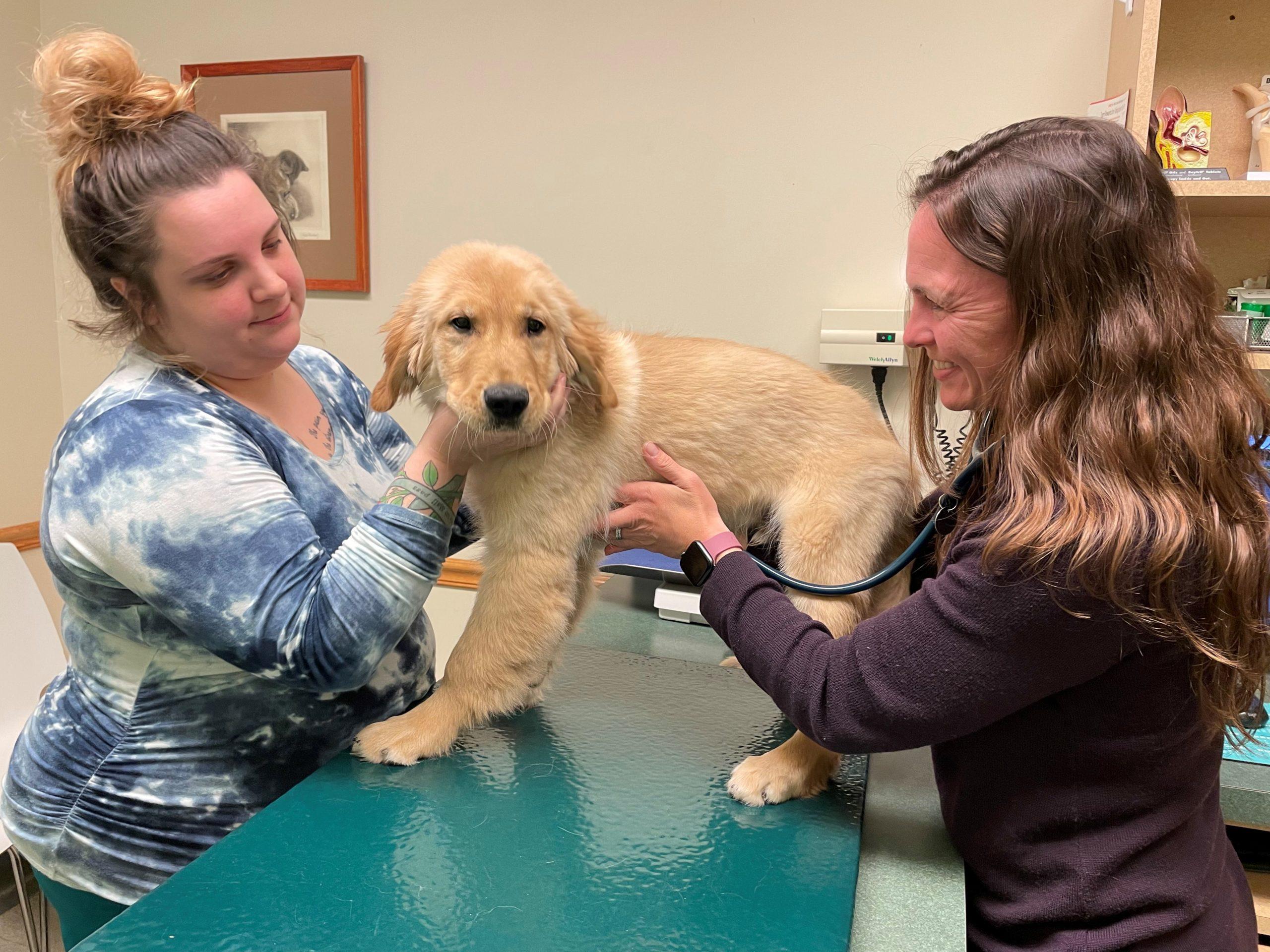 puppy exam