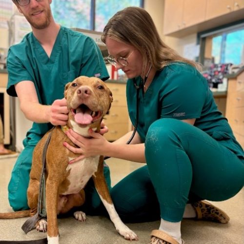 Hoffman Animal Hospital Careers 3